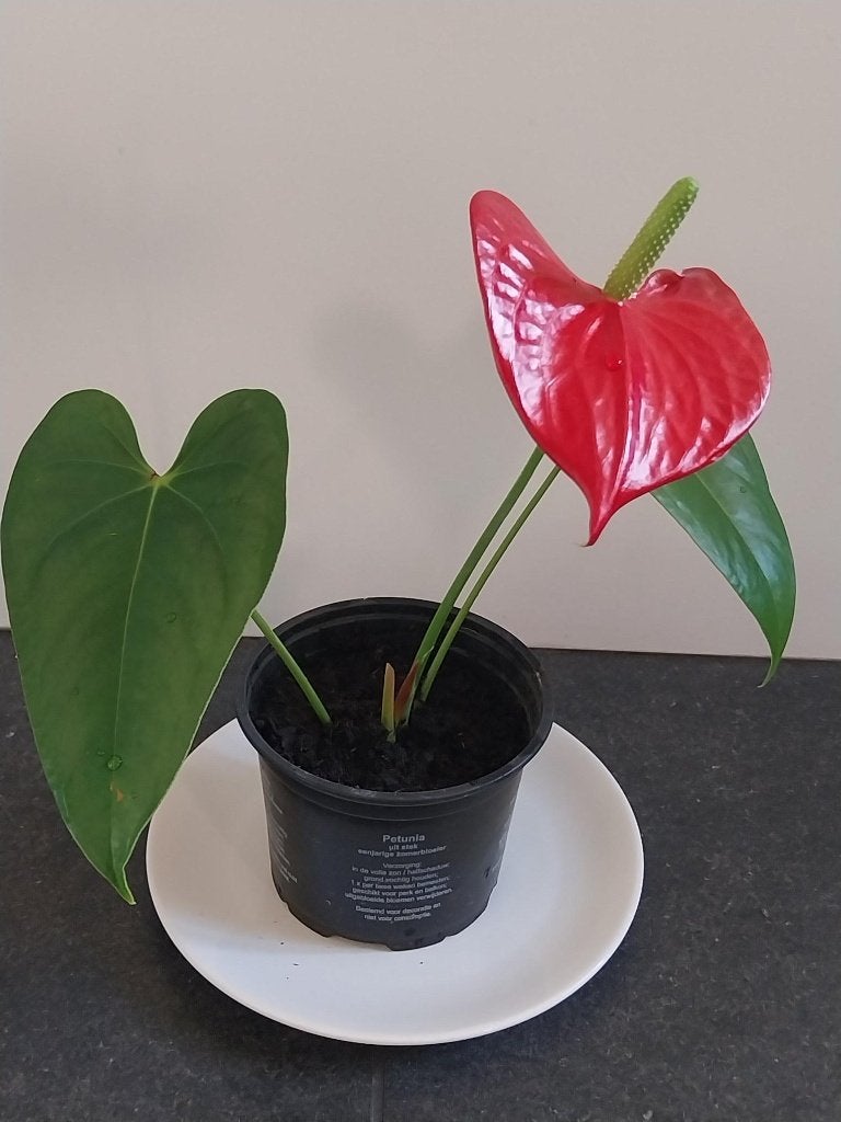mooie frisse Anthurium kamerplant lucht verversend, Ophalen of Verzenden, Halfschaduw, Minder dan 100 cm