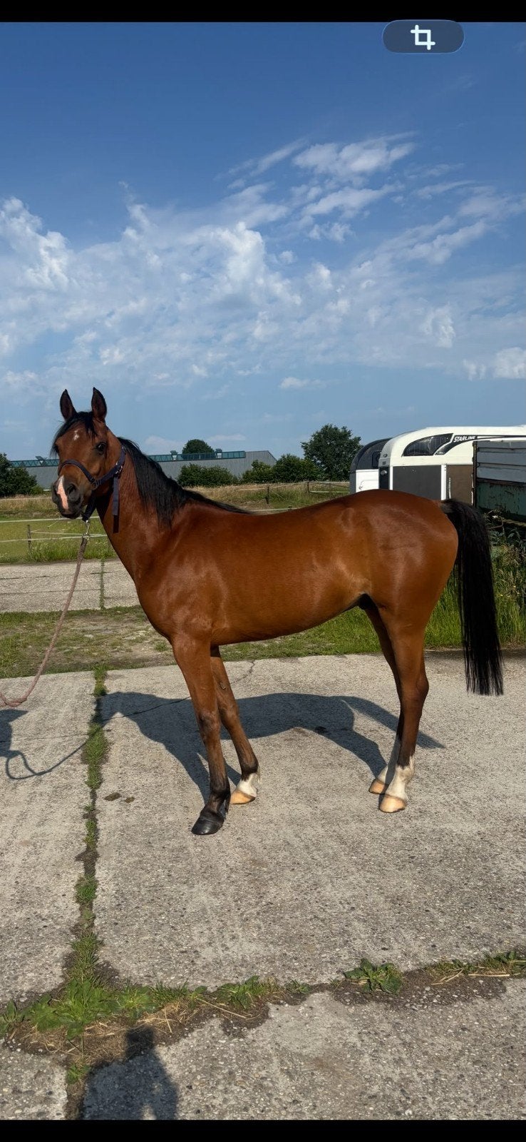 6 jarige arabier, Dieren en Toebehoren, Ruin, Dressuurpaard, Ontwormd, 3 tot 6 jaar