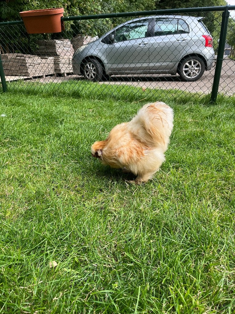 Zijdehoen haan, Dieren en Toebehoren, Mannelijk