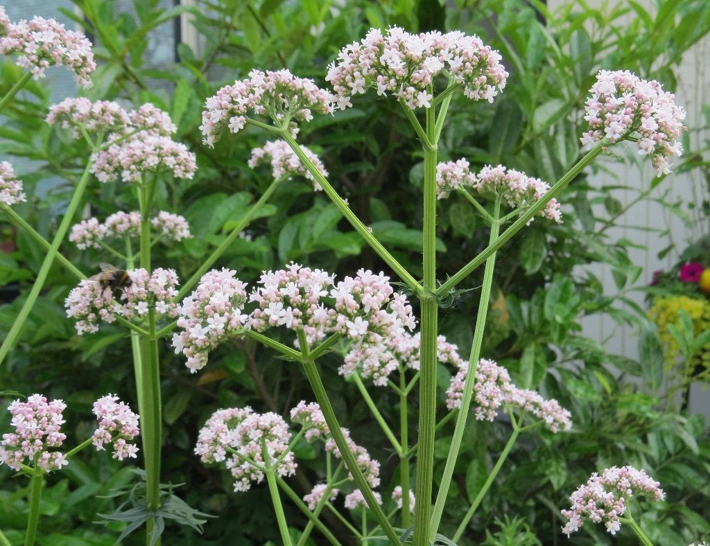 Vaste plant : Valeriaan officinalis.  2 euro, Volle zon, Vaste plant, Zomer, Ophalen