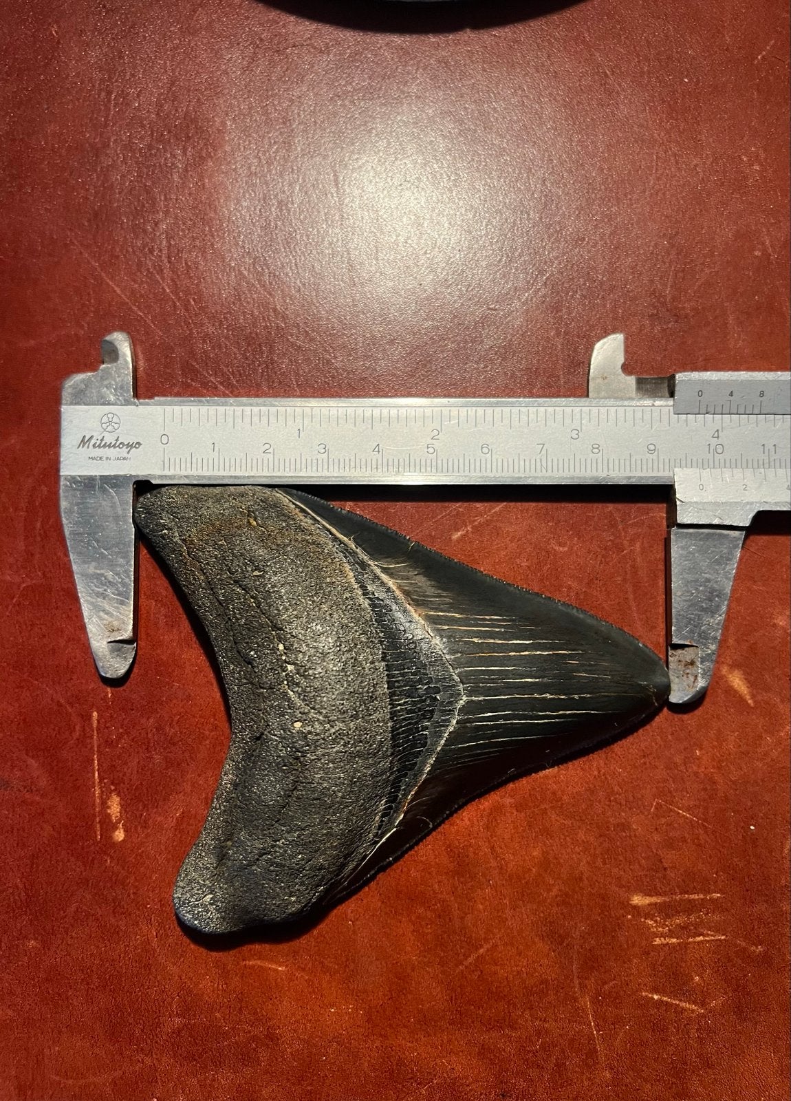 Megalodon tand 9,3 cm – Origineel fossiel – Mooie staat, Ophalen of Verzenden, Fossiel