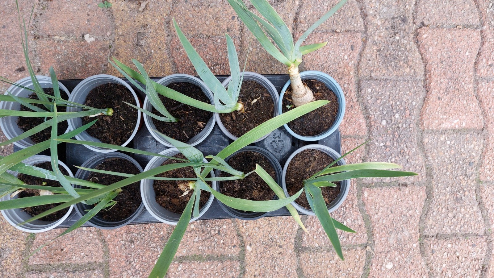 Baard iris plantjes, Tuin en Terras, Planten | Tuinplanten, Ophalen, Vaste plant, Overige soorten, Volle zon
