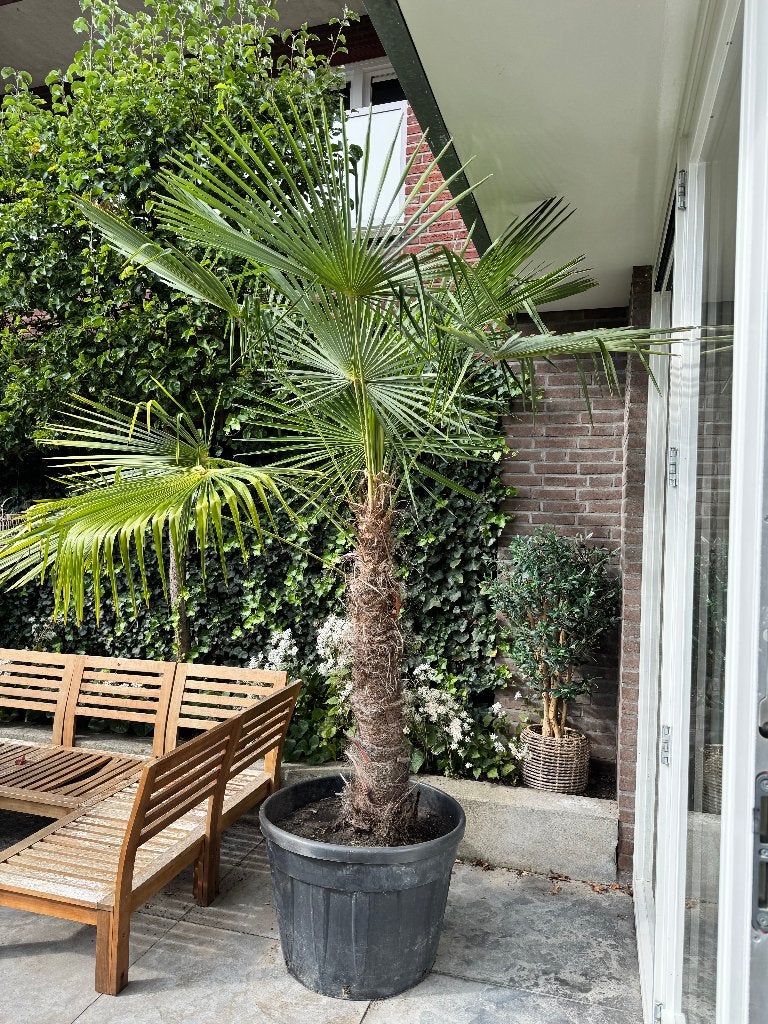 Grote winterharde palmboom – Trachycarpus fortunei – 210 cm, Tuin en Terras, 100 tot 250 cm, Zomer, Palmboom, Ophalen