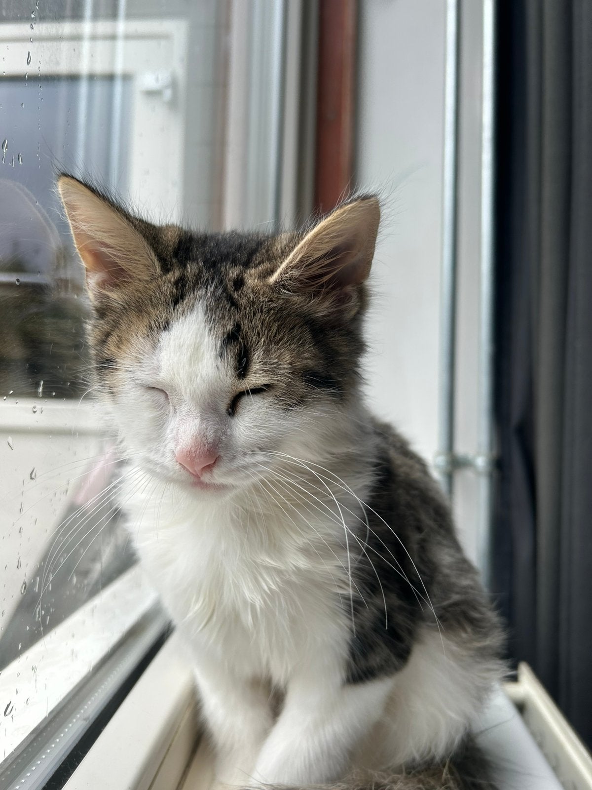 Mainecoon kitten 4maand, Kater, Ontwormd, 0 tot 2 jaar