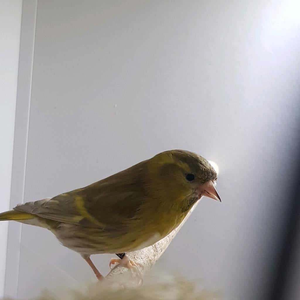 Koppel sijzen, Dieren en Toebehoren, Vogels | Overige Vogels, Meerdere dieren