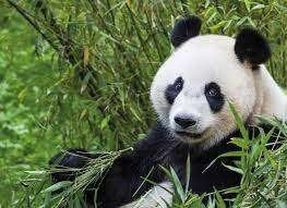 € 4,00 korting per persoon Ouwehands Dierenpark in Rhenen, Drie personen of meer, Kortingskaart