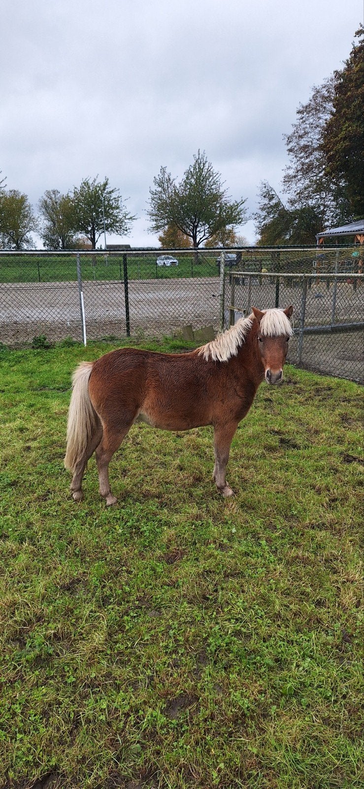 2,5 jarige NMPRS merrie., Merrie, A pony (tot 1.17m)