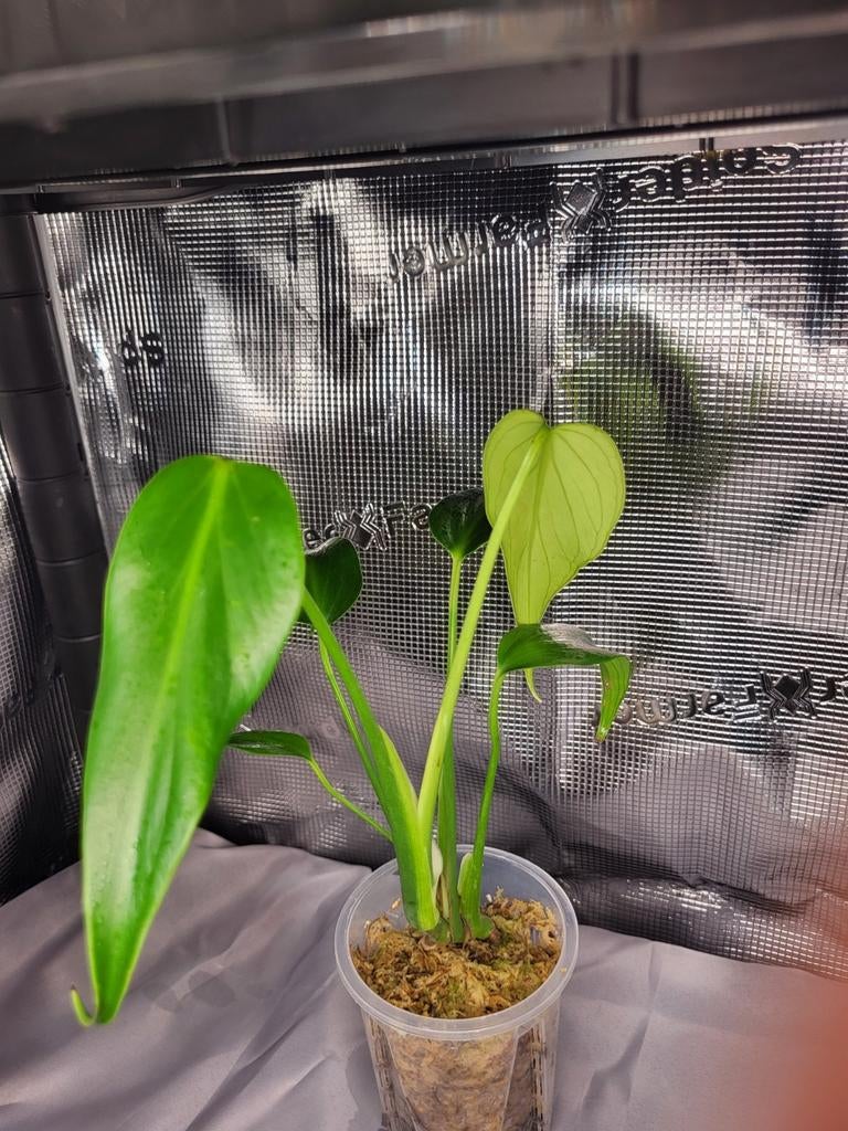 Monstera bmf | burle marx flame, Overige soorten, In pot, Minder dan 100 cm, Groene kamerplant