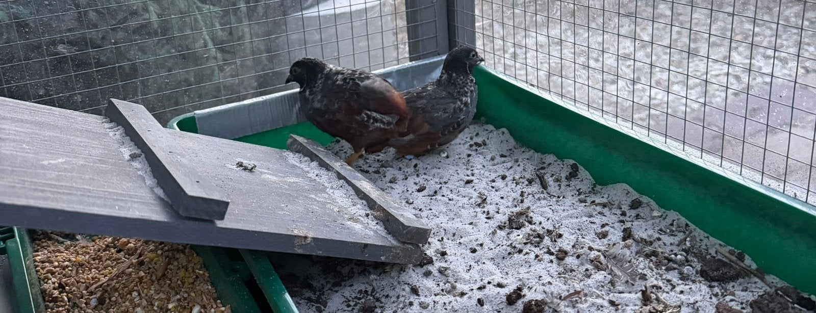 Chinese kwartelhaantjes, Dieren en Toebehoren, Pluimvee, Mannelijk, Overige soorten