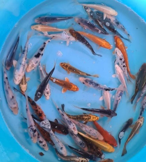 Koi 12–15 cm uit eigen kwekerij – Koidream Valburg, Karper of Koi