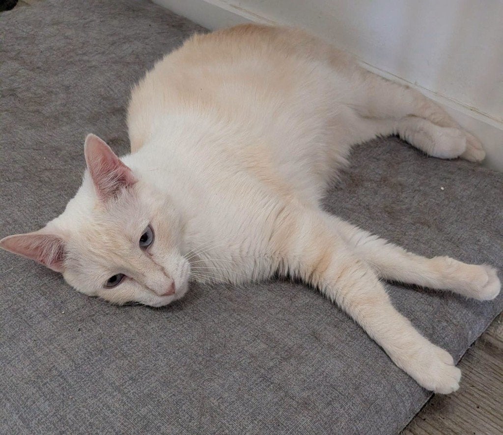 Jarela, Zape, x redpoint siam, 20/05/2021 gered vd straat, Dieren en Toebehoren, Kater, Kortharig, 3 tot 5 jaar