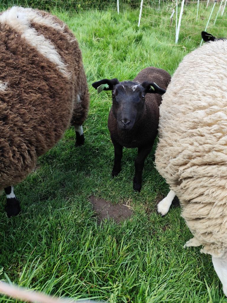 Ooi lam, Dieren en Toebehoren, Schapen, Geiten en Varkens, Vrouwelijk, Schaap