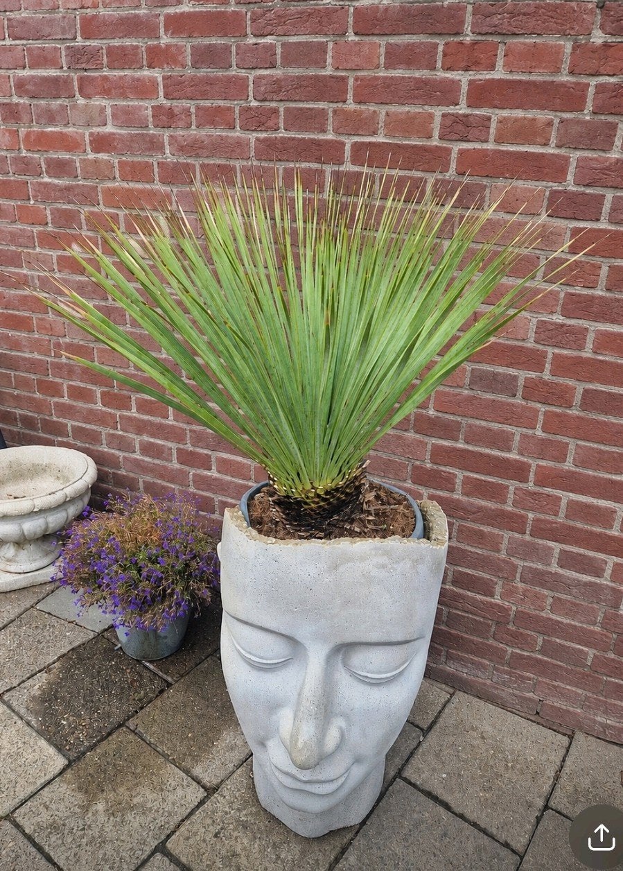 yucca rostrata, Tuin en Terras, Planten | Tuinplanten, Ophalen, Overige soorten