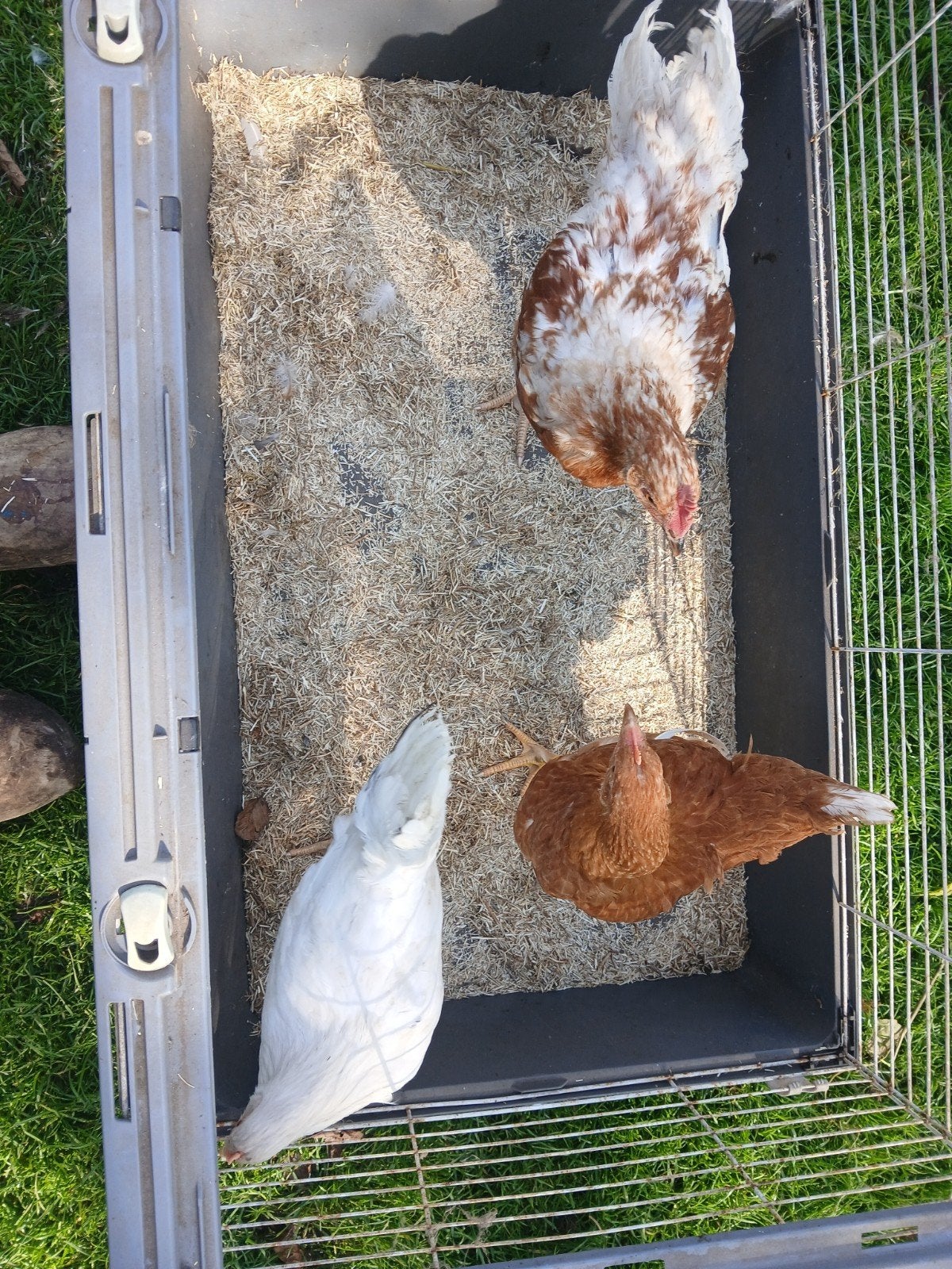 Jonge legkipen, Dieren en Toebehoren, Meerdere dieren, Kip