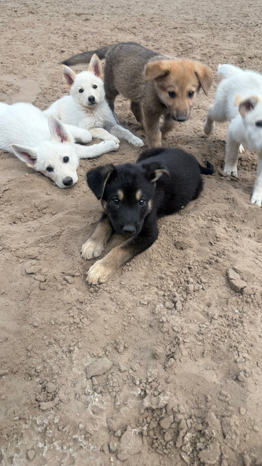 Prachtige puppys ❤️ Kruising RidgebackxWitte Herder, Dieren en Toebehoren, Honden | Herdershonden en Veedrijvers, Meerdere, Meerdere dieren