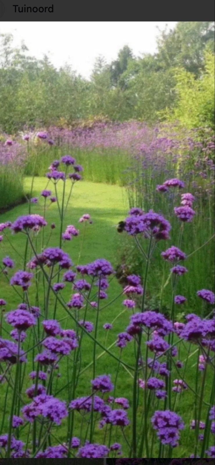 Prachtige paarse Verbena bonariensis (IJzerhard), Tuin en Terras, Volle zon, Vaste plant, Zomer, Ophalen