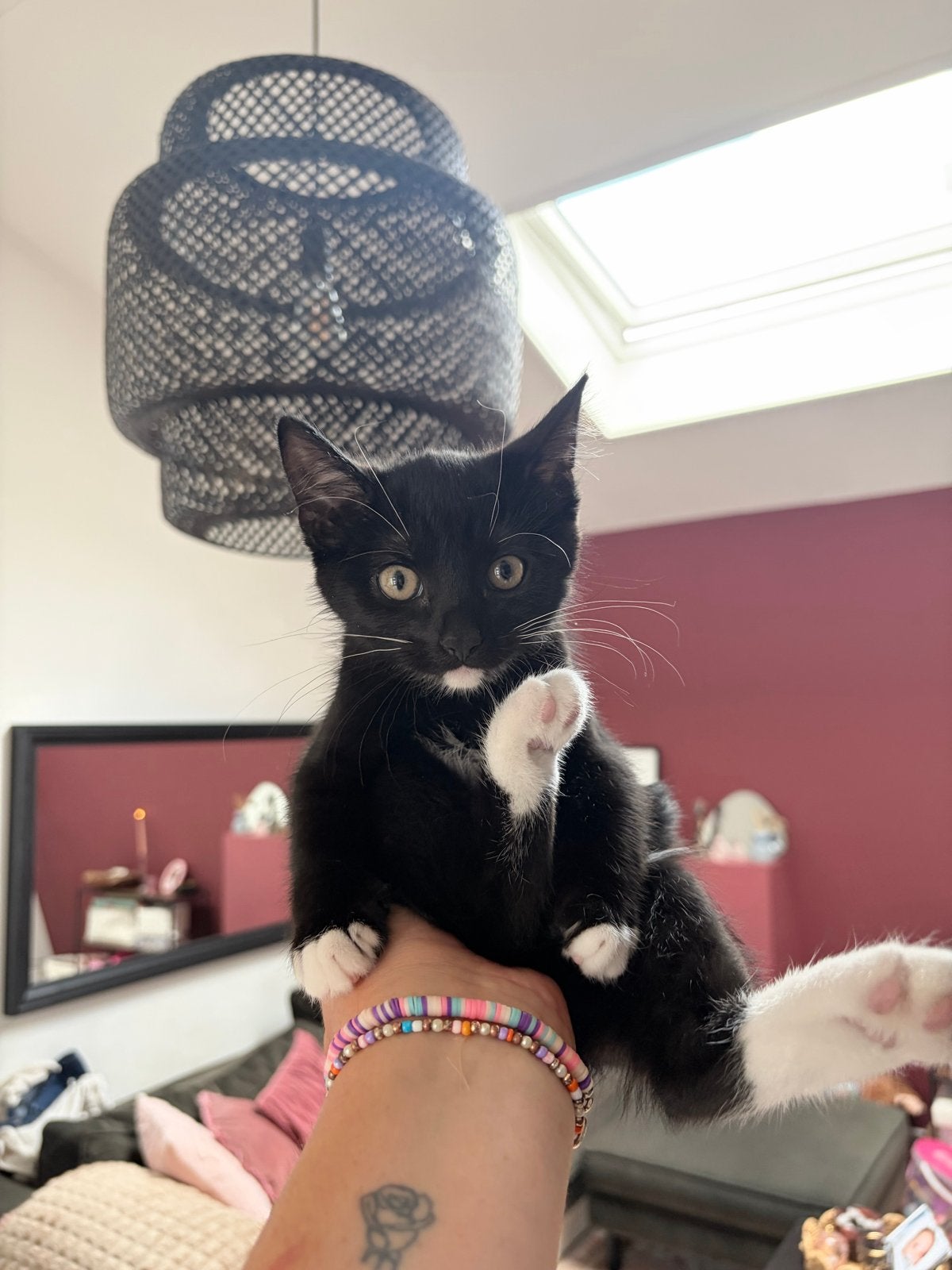 Kitten, Poes