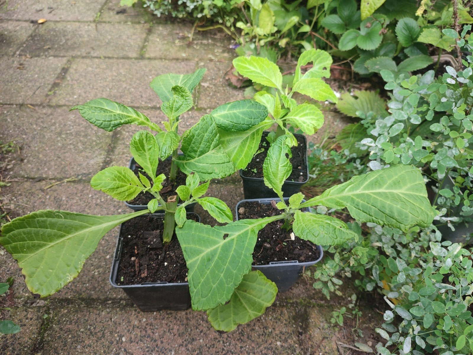 Salvia divinorum - gewortelde stekken, Ophalen, Vaste plant, Overige soorten, Halfschaduw