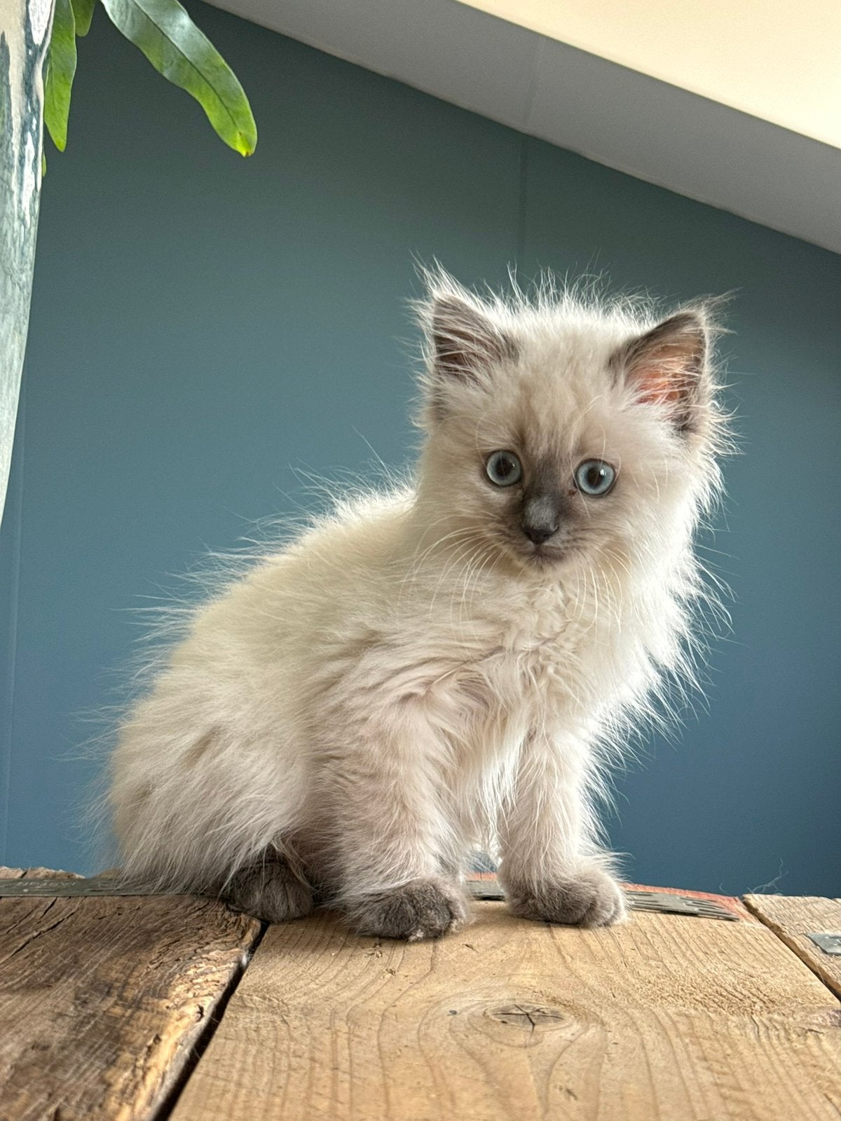 Blue point Ragdoll katertjes, Meerdere dieren, Gechipt, 0 tot 2 jaar