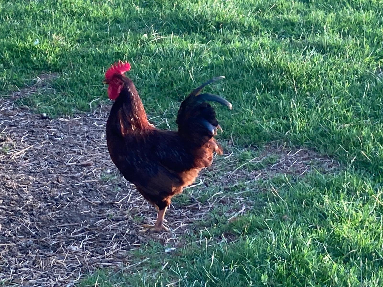 Rhode island Red, Hanen, Dieren en Toebehoren, Mannelijk, Kip