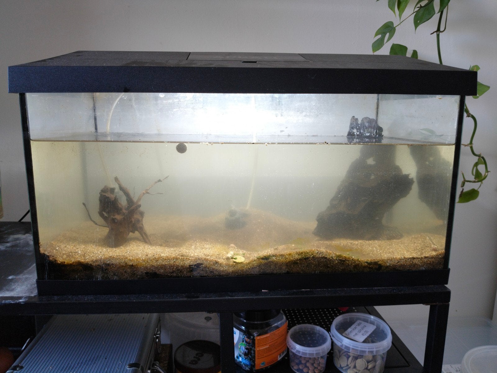 Aquarium met Clown Pleco Te koop!, Ophalen, Inclusief deksel, Gebruikt, Gevuld zoetwateraquarium