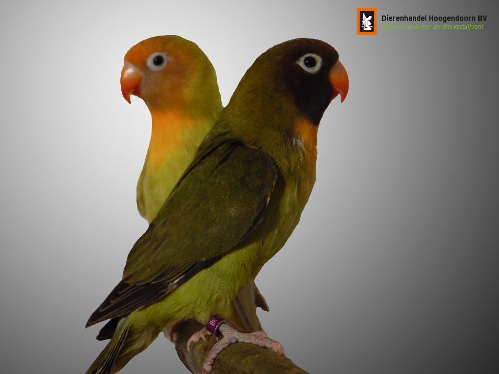 Agapornis | Dwergpapagaai | Papagaaien | Passend advies, Meerdere dieren, Dwergpapegaai of Agapornis