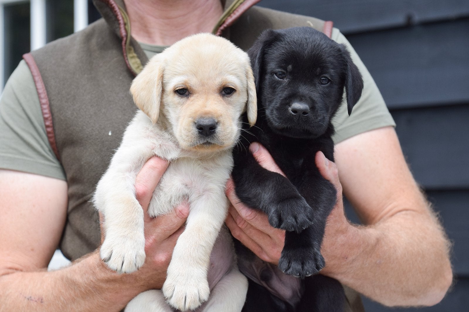 Prachtige Labrador pups met stamboom, verantwoord gefokt, 8 tot 15 weken, Labrador retriever, Parvo, Meerdere
