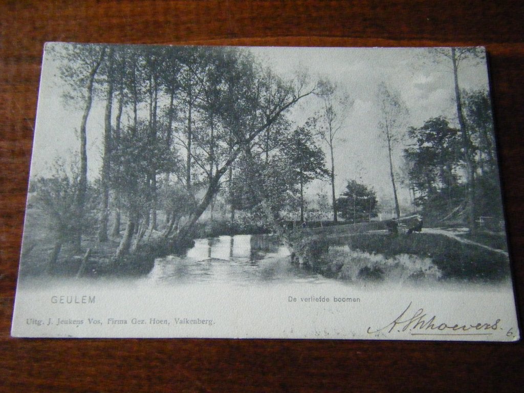 T41 - Geulem - Verliefde bomen - 1906 - Mooi/Oud, Ophalen of Verzenden, Voor 1920, Limburg