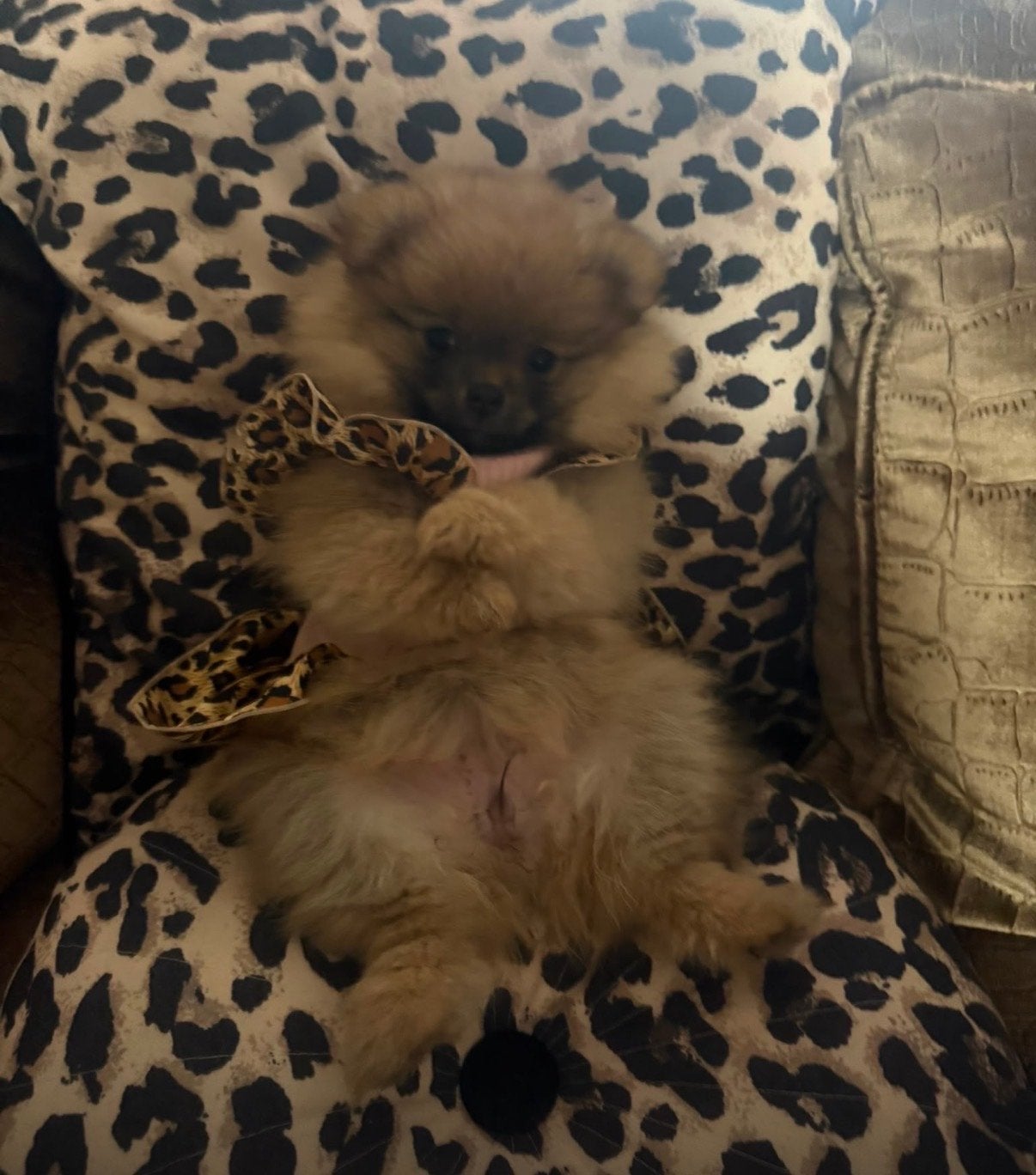 Mini bearface Pomeriaan 12 weken teefje, Keeshond, 8 tot 15 weken, Teef, Parvo