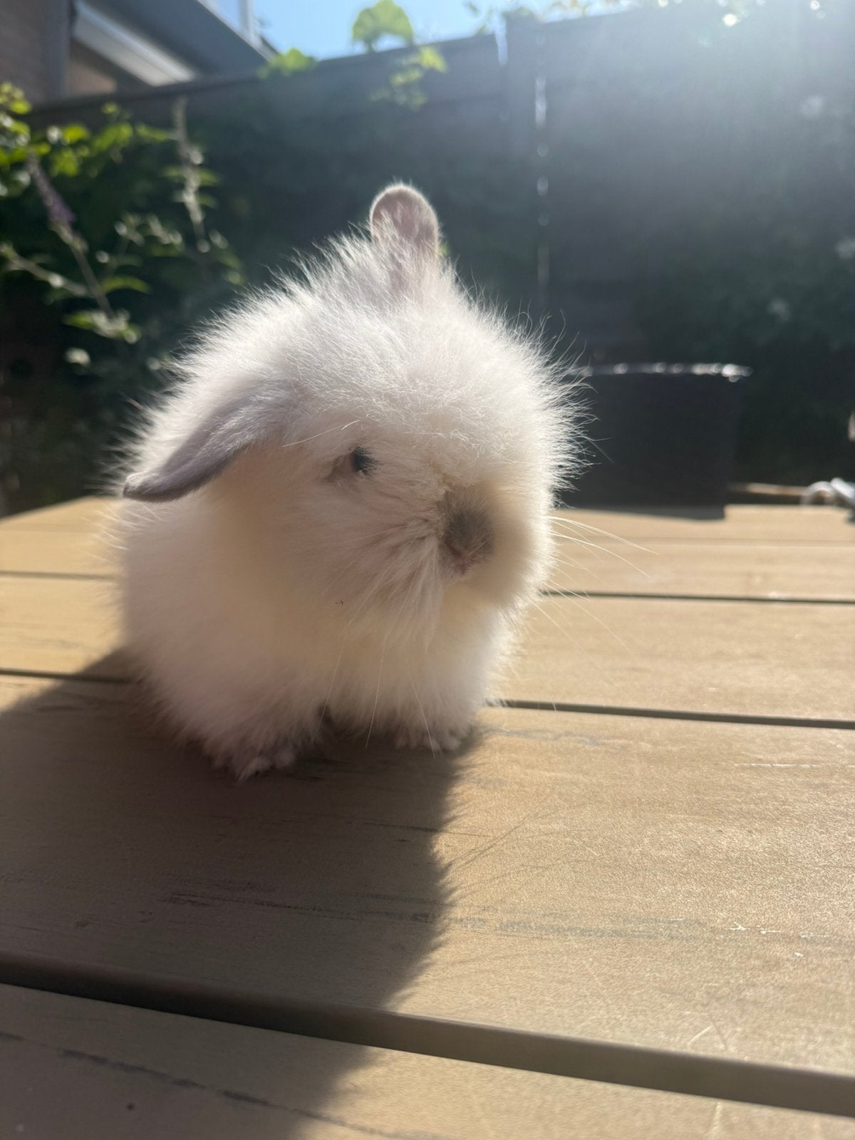 Teddy Widder konijntjes, Dieren en Toebehoren, Konijnen, Meerdere dieren, Dwerg