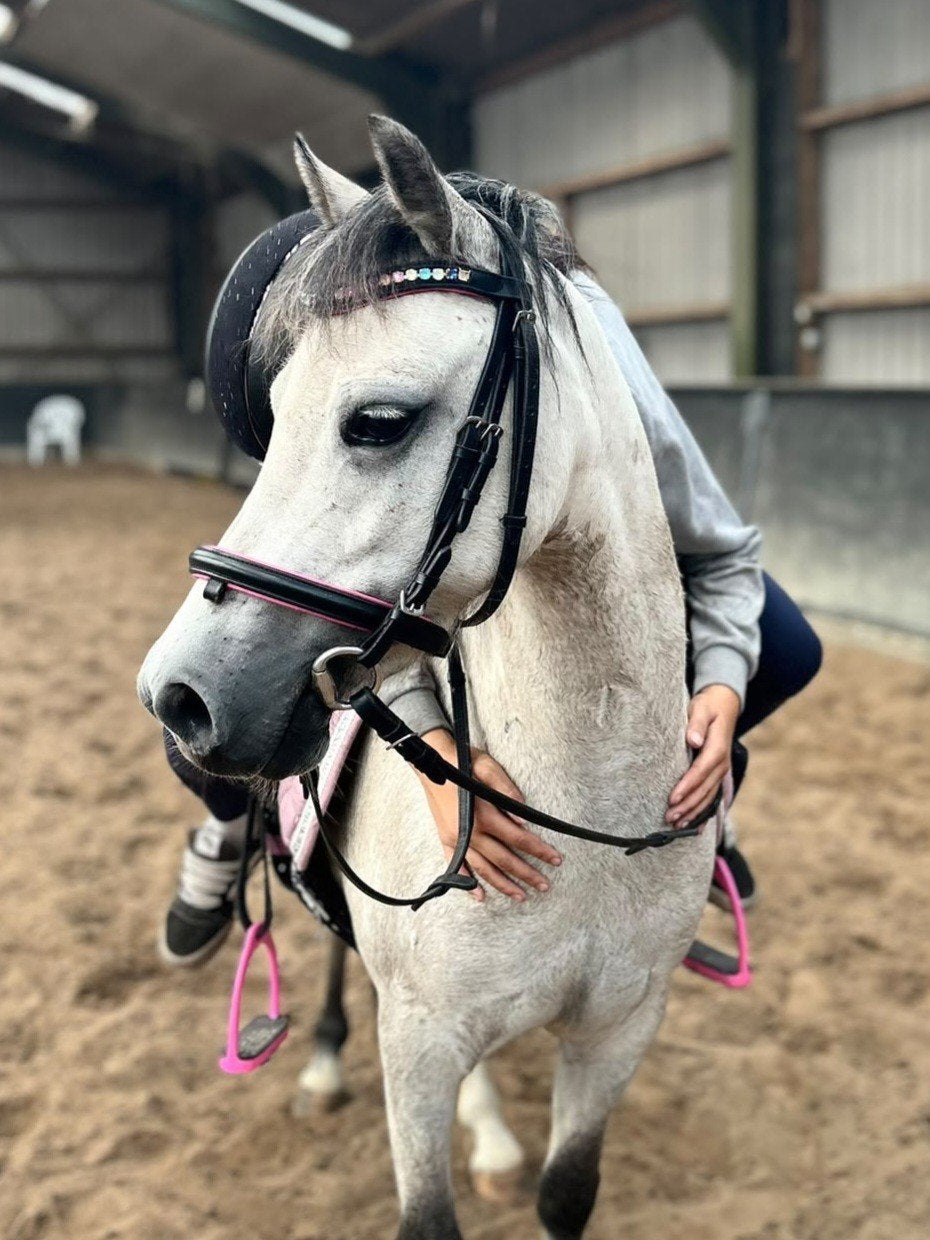 Welsh B pony (Merrie), Dieren en Toebehoren, Zadelmak, 3 tot 6 jaar, B pony (1.17m tot 1.27m), Recreatiepony