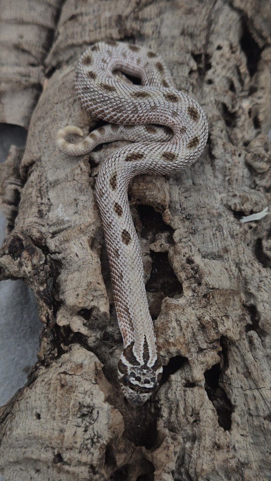 Haakneuslang Hognose Snake - unknown for sale from De Jong