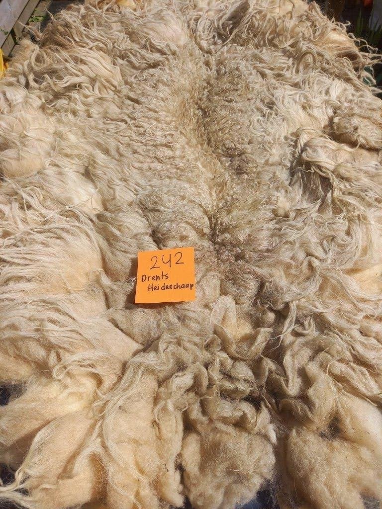 nr 242 Geschoren vacht van een Drents Heideschaap, Ophalen of Verzenden, Nieuw