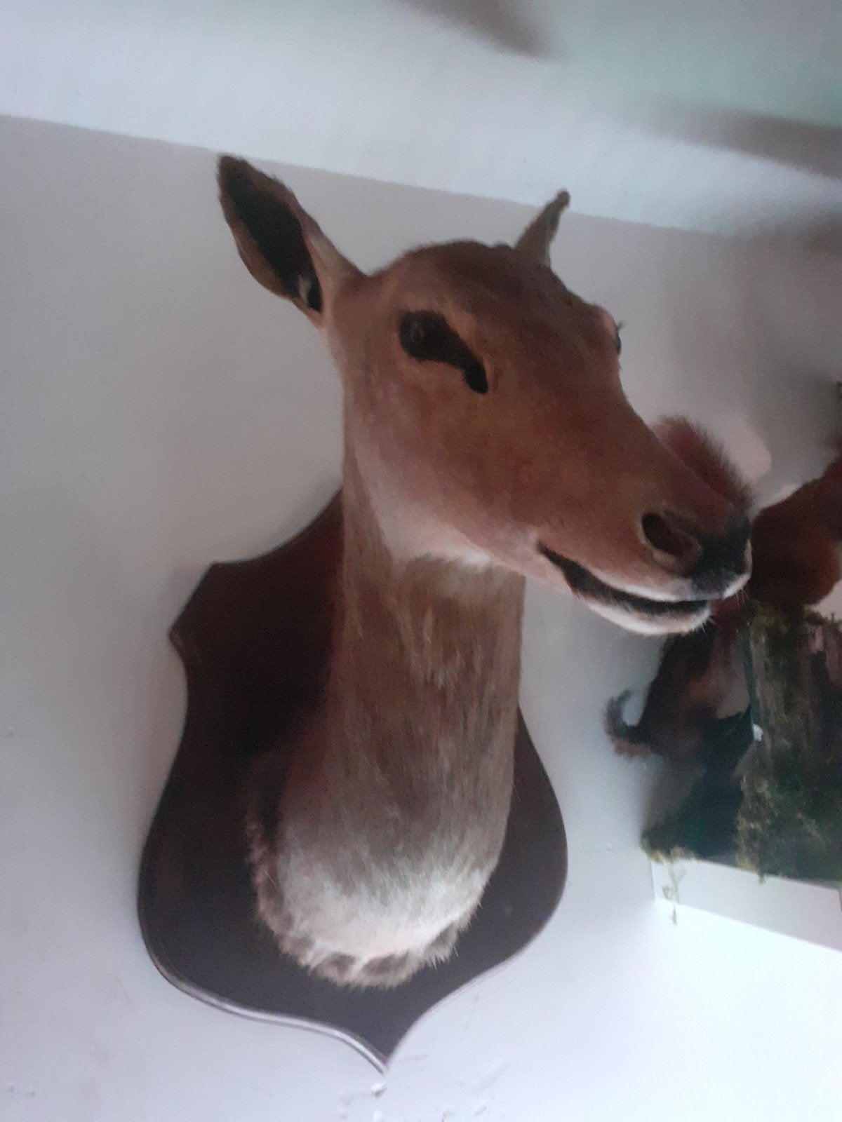 Exclusieve Taxidermie – Edelhert Hinde op Schild, Sfeervol, Ophalen of Verzenden, Zo goed als nieuw, Hert, Gewei of Kop