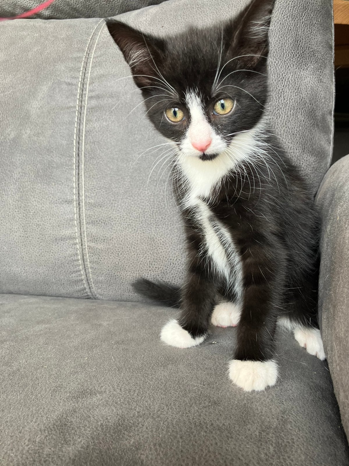 Lieve kittens, Dieren en Toebehoren, Meerdere dieren, 0 tot 2 jaar