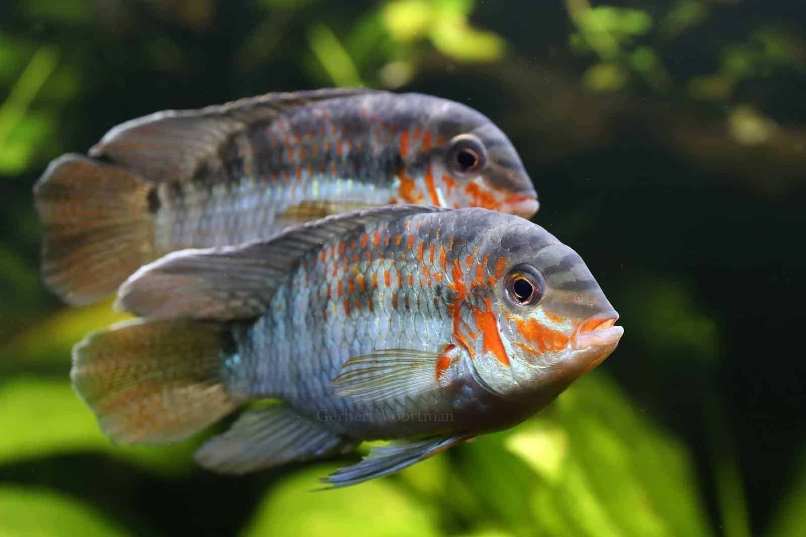 Krobia xinguensis 2x, Vis