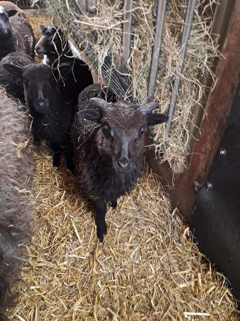 Skudde rammetje, Mannelijk, Schaap, 0 tot 2 jaar