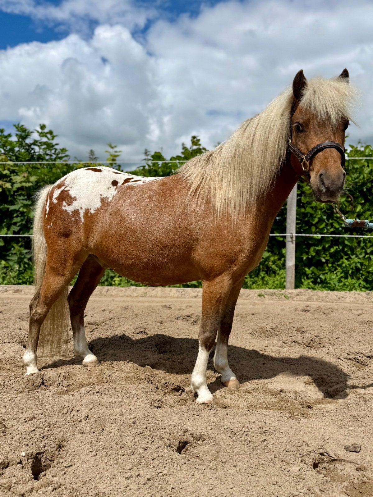 TH’s Underover Spots ruin 4 jaar, Dieren en Toebehoren, Pony's, Ruin, A pony (tot 1.17m)