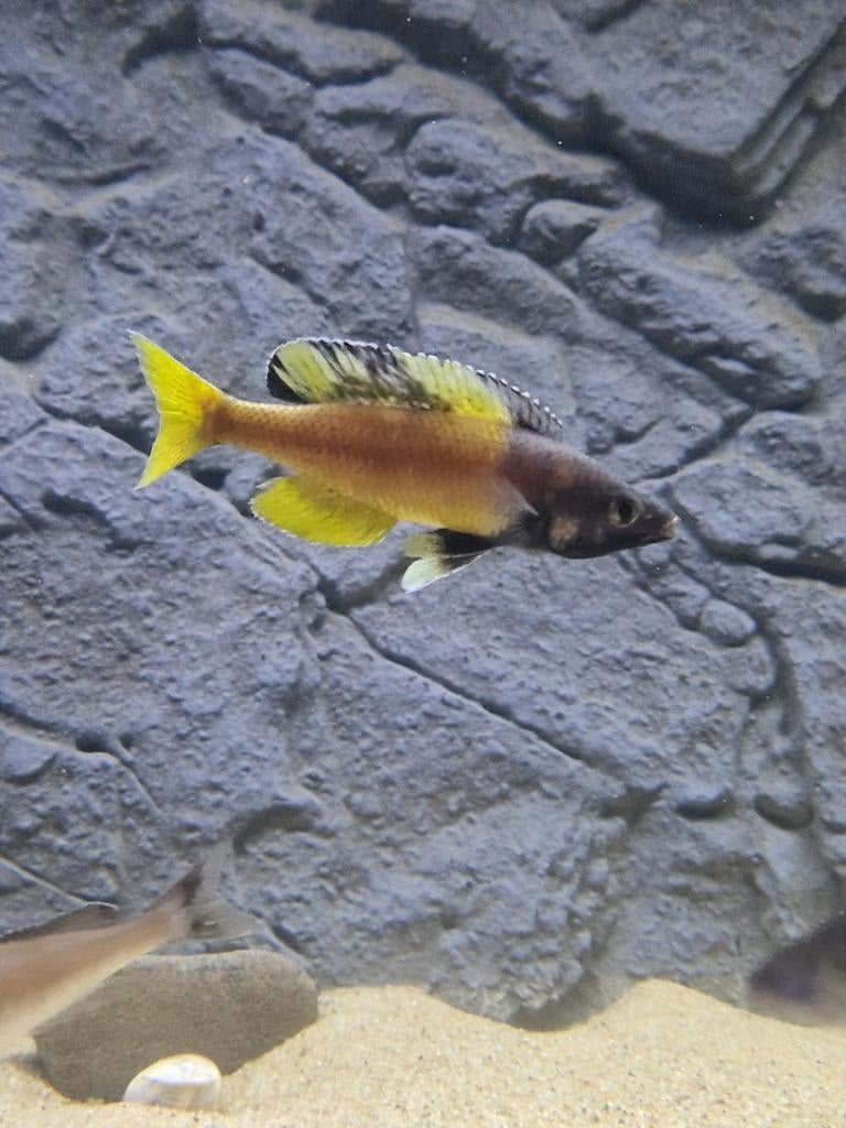 F1 Cyprichromis sp Brilliant jumbo Kitumba  Tanganyika, Dieren en Toebehoren, Vissen | Aquariumvissen, Vis, Zoetwatervis, Schoolvis
