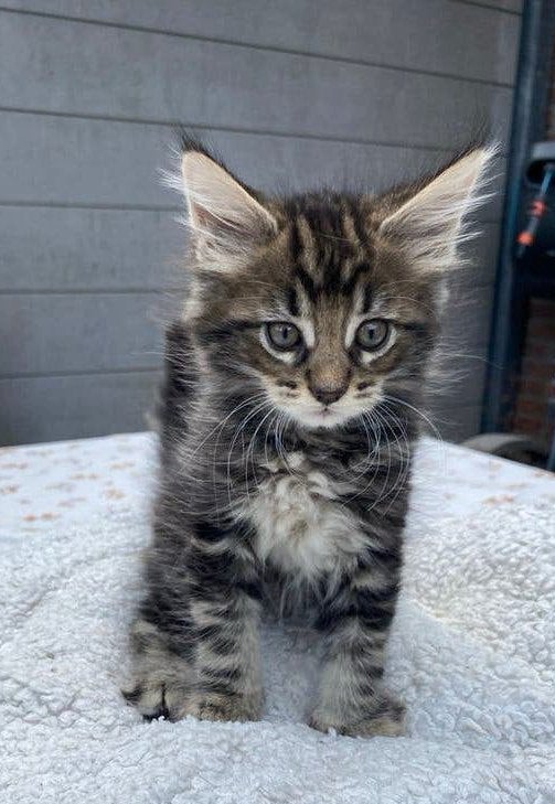 Prachtige Maine coon kittens, Meerdere dieren, Gechipt