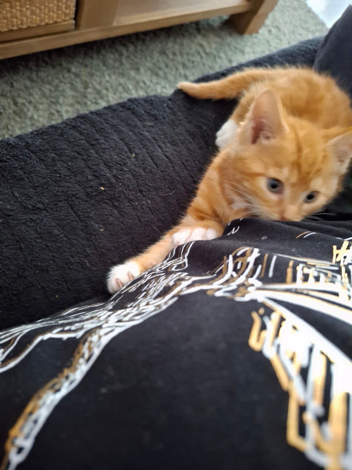 Maone coon x Europees korthaar kittens, Dieren en Toebehoren, Meerdere dieren