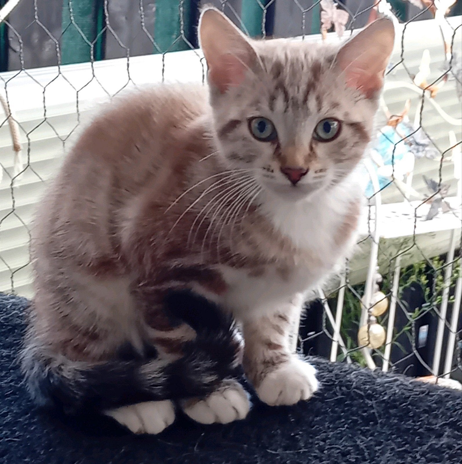 1katerje /Blauwerus m/Ragdoll v€150, Dieren en Toebehoren, Poes, Ontwormd