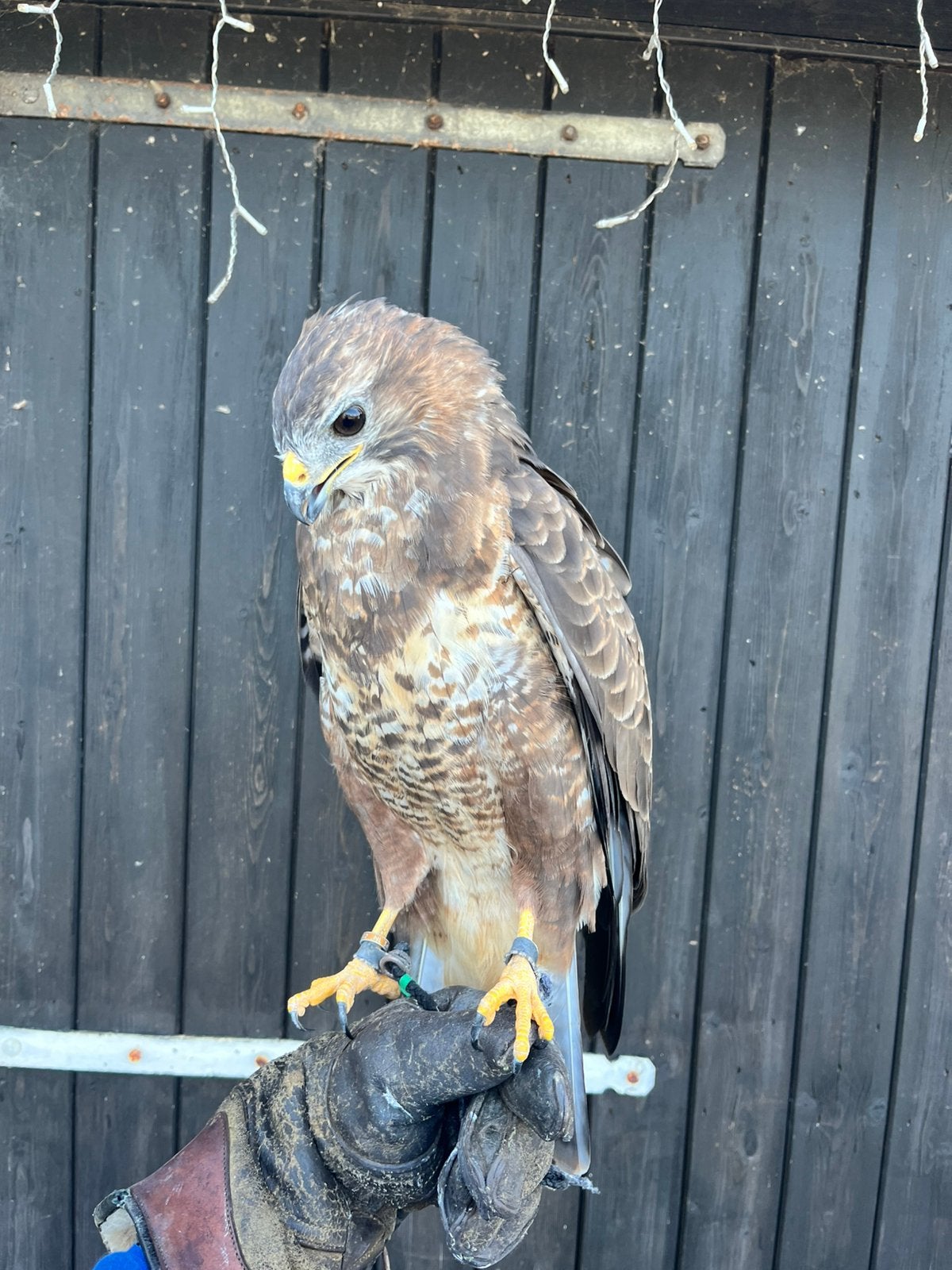 Europese buizerd, Mannelijk, Roofvogel, Tam