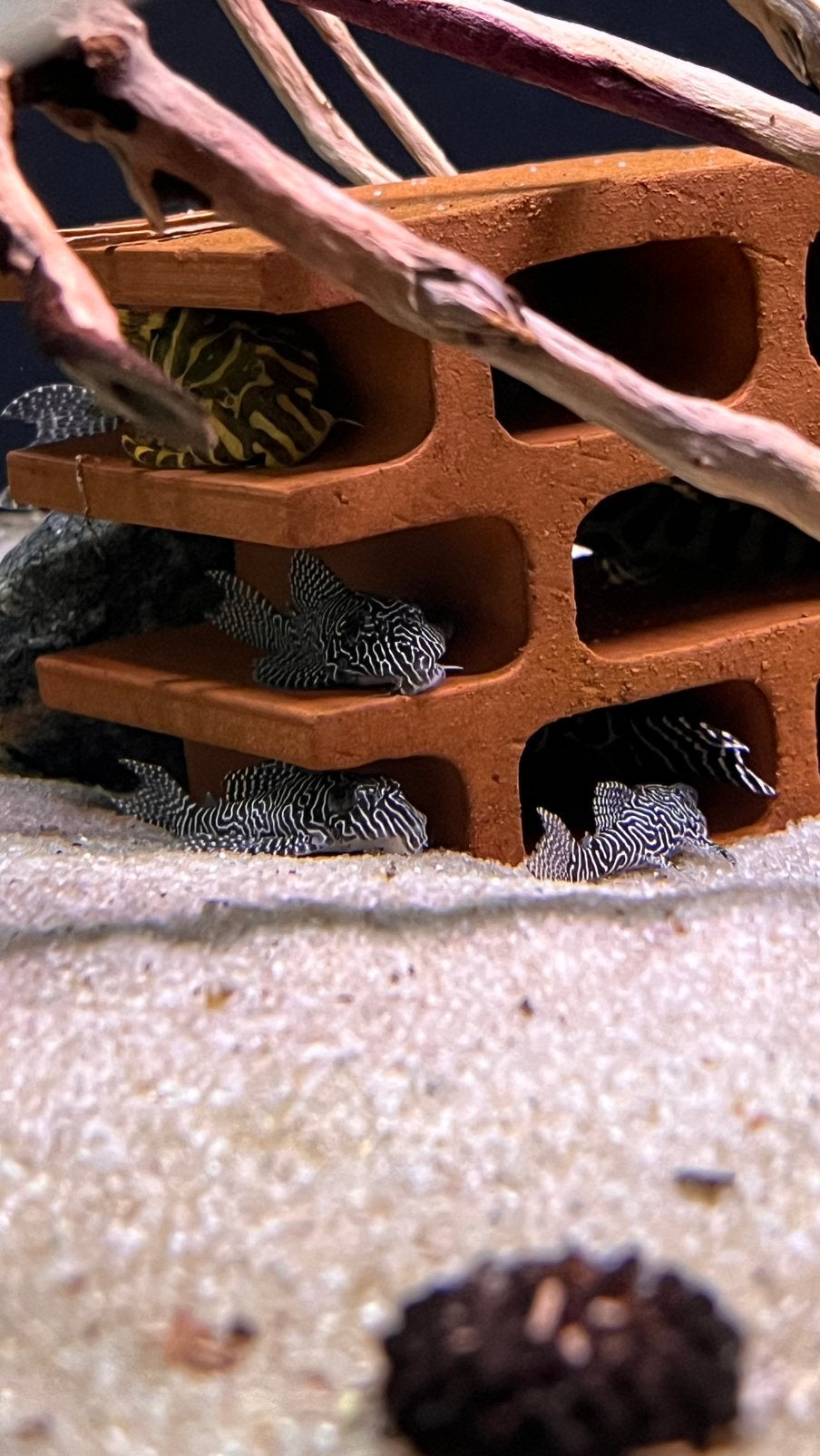 L260 pleco, Vis