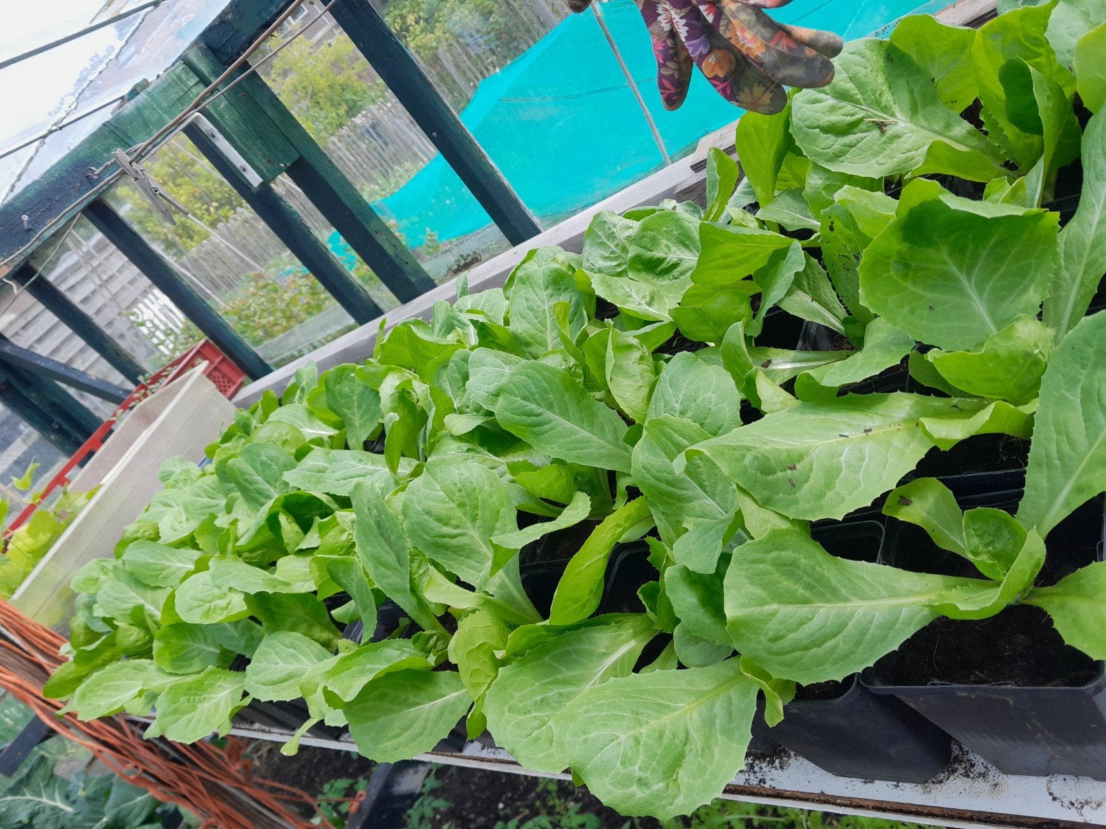 Andijvieplantjes, Tuin en Terras, Ophalen of Verzenden, Overige soorten, Volle zon
