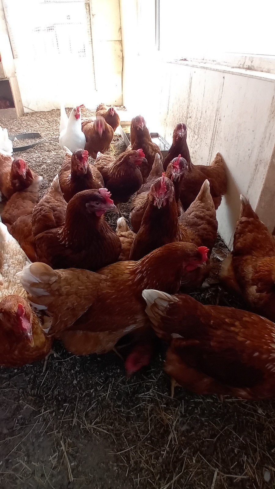Jonge legkippen, lohman en witte leghorn. Rond de 20 weken ., Vrouwelijk, Kip