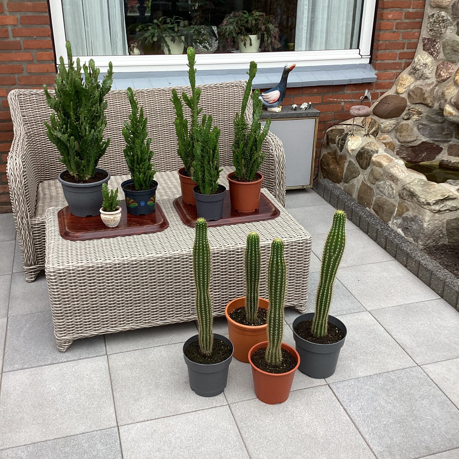 Cactus planten, Tuin en Terras, Planten | Tuinplanten, Ophalen, Overige soorten, Volle zon