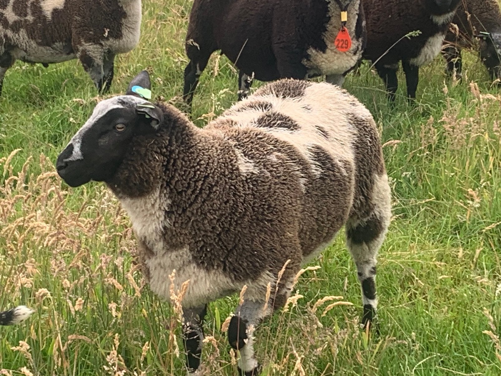 LUXE BONTE DEKRAMMEN, Dieren en Toebehoren, Mannelijk, Schaap, 0 tot 2 jaar