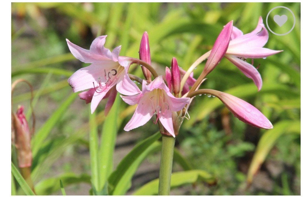 Roze Lelie (Crinum), Ophalen, Zomer, Vaste plant, Overige soorten