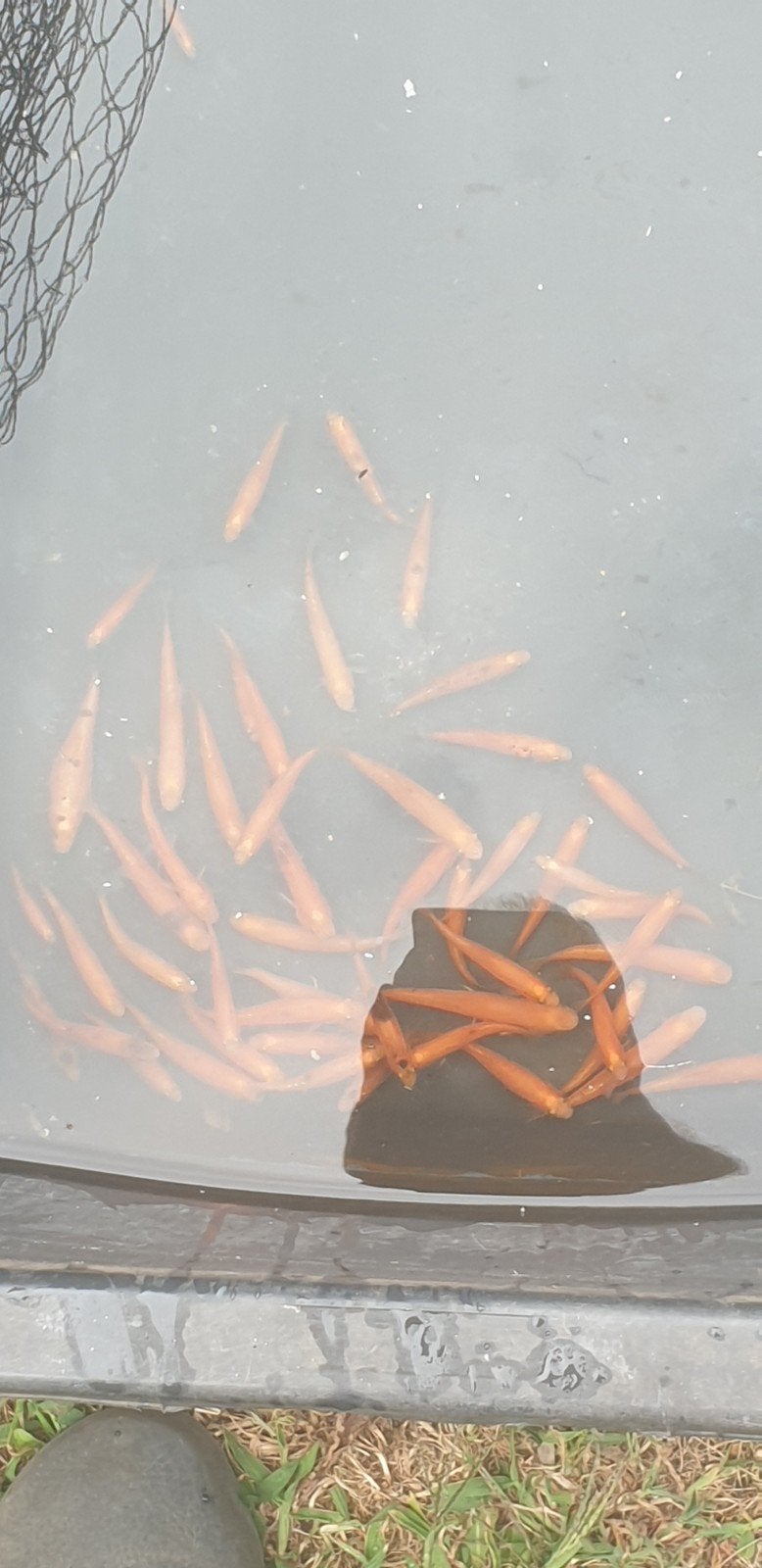 Volwassen elritsen en jonge 3 cm nu, Dieren en Toebehoren, Vissen | Vijvervissen